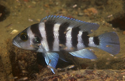 Neolamprologus sexfasciatus 'Cape Kachese'